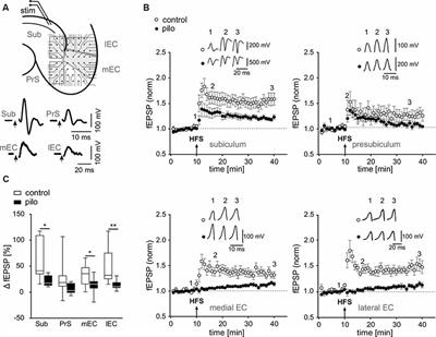 Loss of Long-Term Potentiation at Hippocampal Output Synapses in Experimental Temporal Lobe Epilepsy